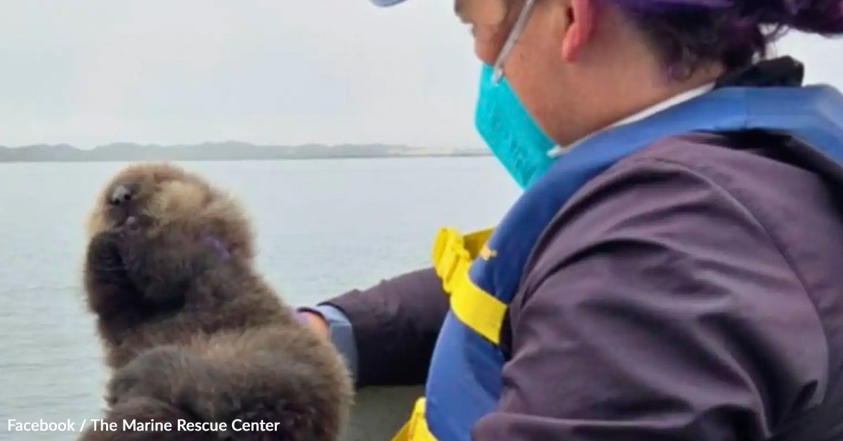 Stranded Otter Pup Calls Into The Bay And His Determined Mother Solutions