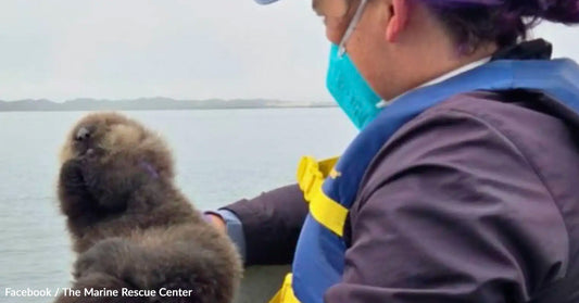 A person wearing a mask holds a sea otter on a boat.