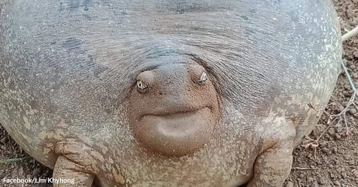 This Squishy Little Animal Appears to be like Faux — However It’s 100% Actual This Squishy Little Animal Appears to be like Faux — However It’s 100% Actual