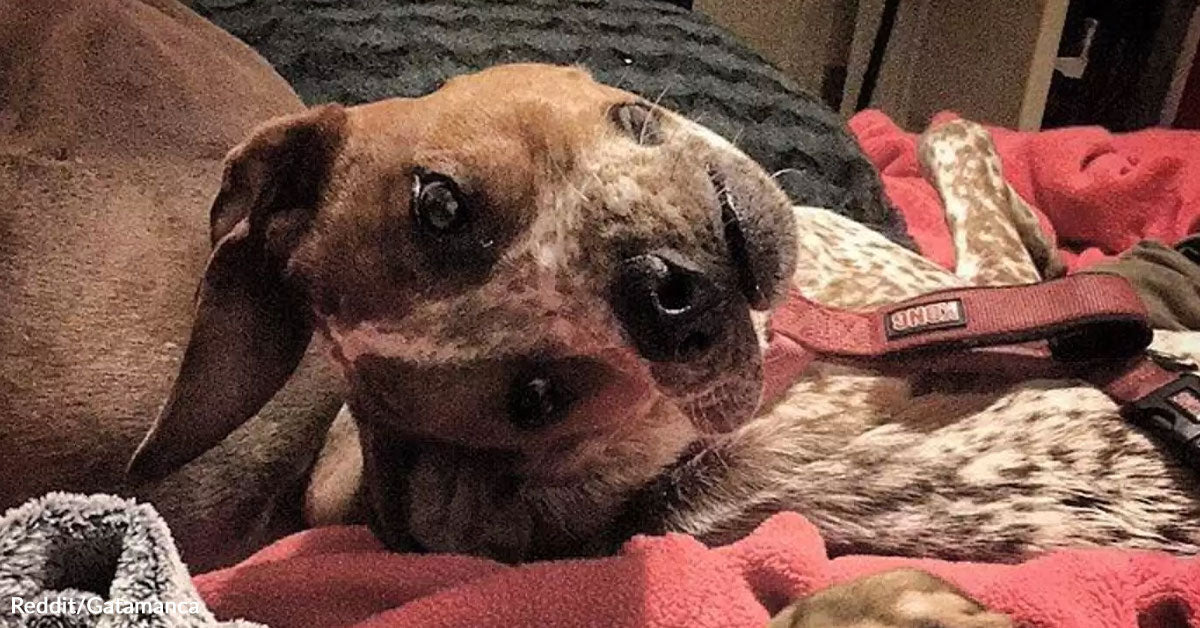 This Ordinary Dog Photo Has The Internet Completely Losing Its Grip ...
