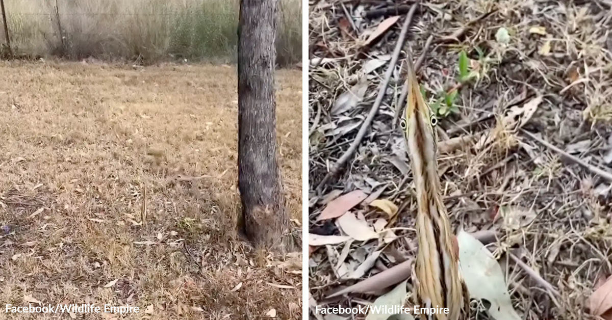 Unusual Form In Yard Turns Out To Be Exhausted Uncommon Hen Unusual Form In Yard Turns Out To Be Exhausted Uncommon Hen