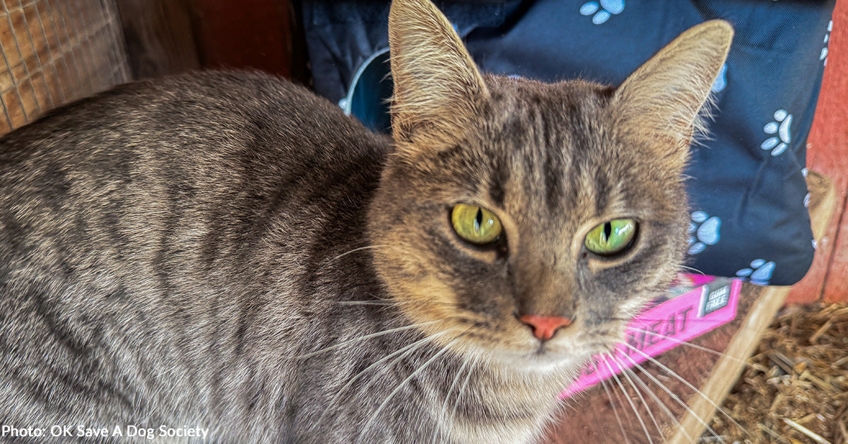 Stray Cat Escapes the Chilly in Donated Cat Home Stray Cat Escapes the Chilly in Donated Cat Home
