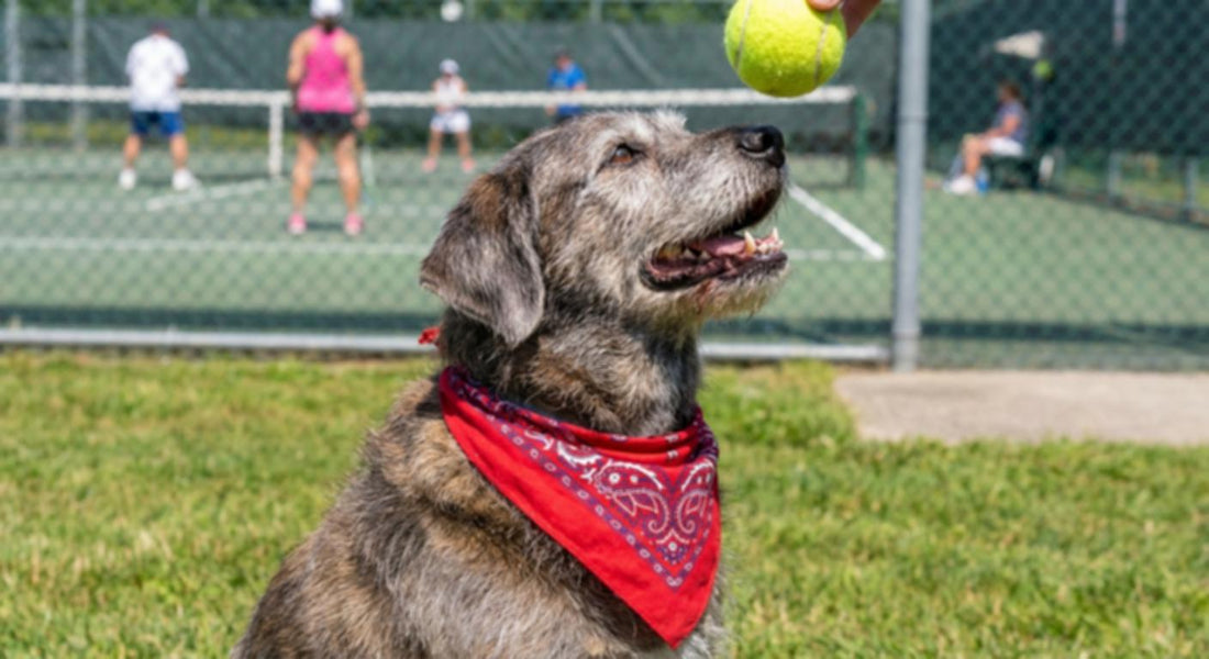 A happy dog with a red bandana watches a tennis ball being tossed.