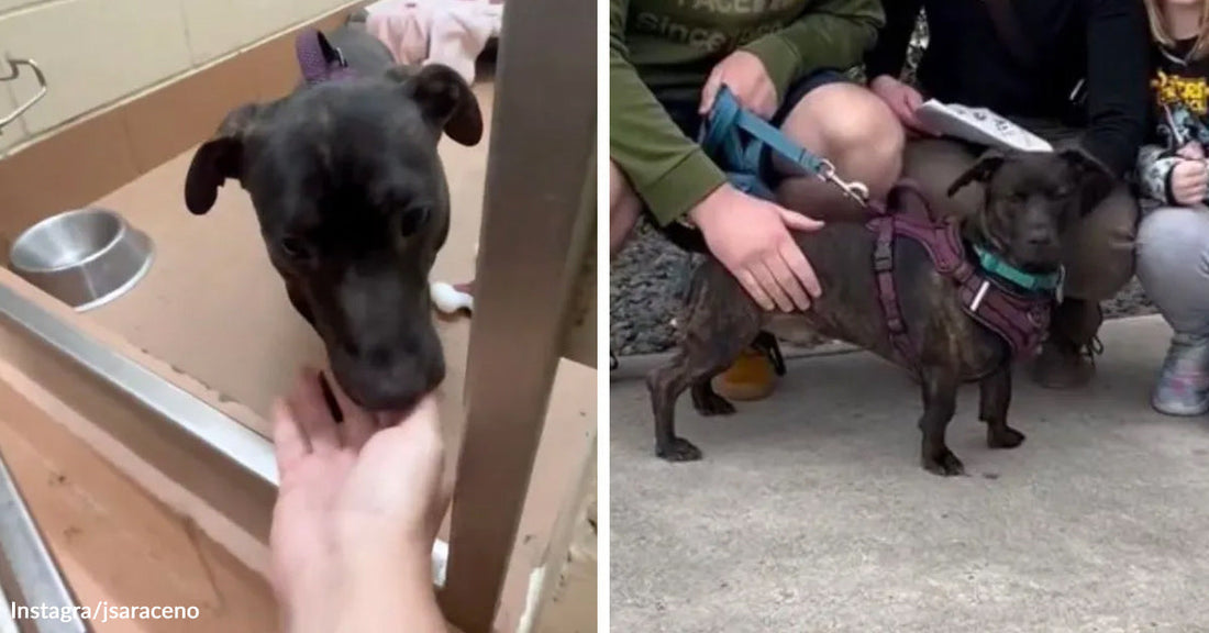 Split image of a dark dog sniffing a hand through a kennel door, then standing outside with several people after rescue.