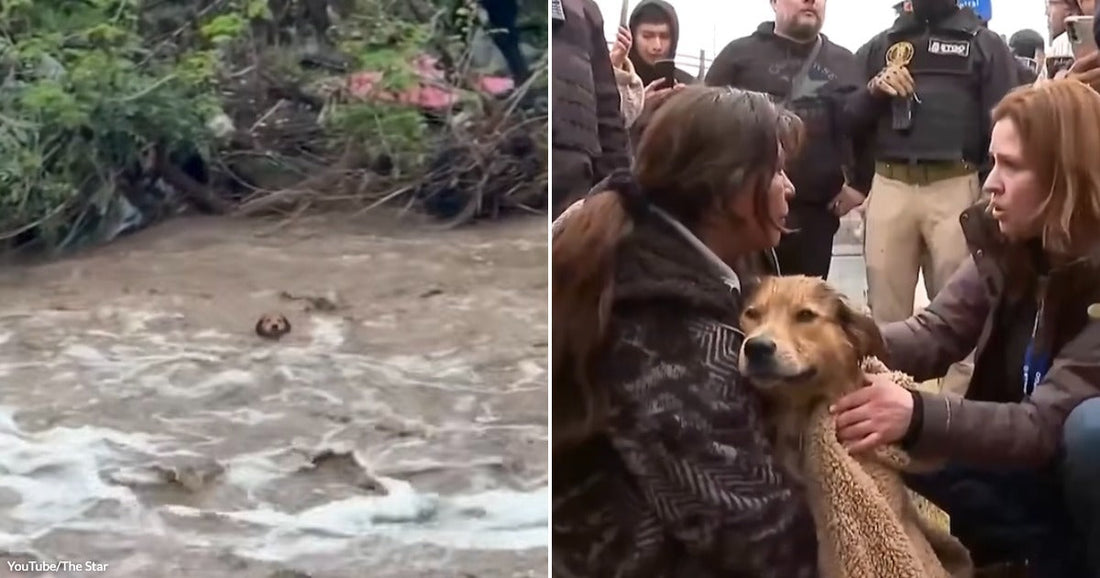 On the left, a dog's head barely surfaces above fast-moving floodwaters near debris; on the right, two women crouch over a wet dog wrapped in a blanket, surrounded by onlookers.