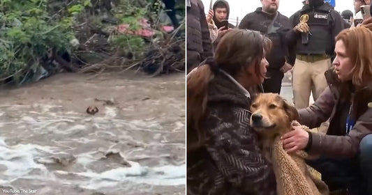 On the left, a dog's head barely surfaces above fast-moving floodwaters near debris; on the right, two women crouch over a wet dog wrapped in a blanket, surrounded by onlookers.