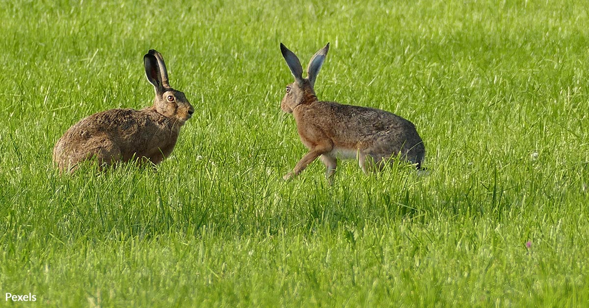 Overrun Animals Bunnies Overrun Florida Neighborhood, Causing Chaos and Concern | The ...