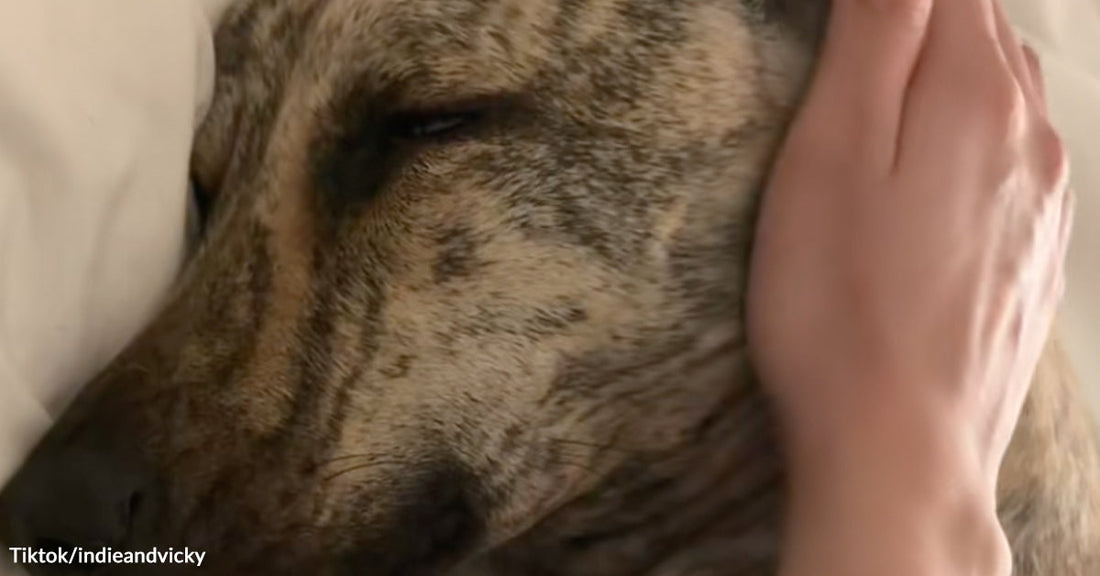 Close-up of a brindle dog resting with eyes partly closed while a person gently strokes its head.
