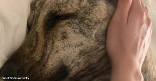 Close-up of a brindle dog resting with eyes partly closed while a person gently strokes its head.