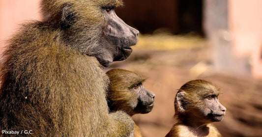 Strong Baboon Father-Daughter Relationships Lead to Longer Lifespans