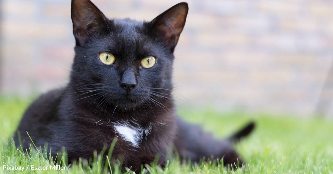 Malnourished and Frail Senior Cat Rescued From the Streets, Finds Home for 'However Long He Has'