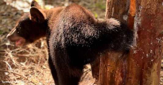 Florida Wildlife Officers Help Bear Cub Escape From a Sticky Situation