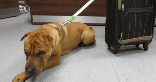 Heartbroken Dog Was Abandoned At The Train Station With A Suitcase Full Of His Belongings