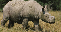 Two Pregnant Sumatran Rhinos Bring Hope for a Critically Endangered Species