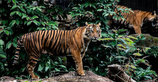 A tiger stands on a log surrounded by lush green foliage.