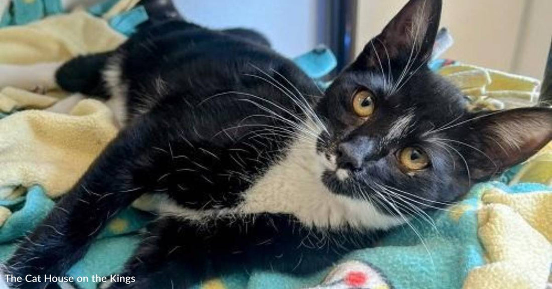 Cat That Was Hit by a Truck Miraculously Escapes Uninjured, Now She's Looking for a Home