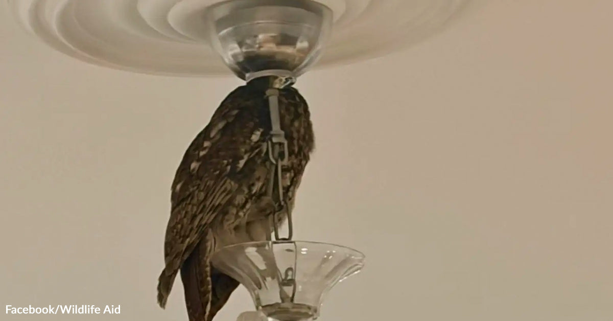 Owners Wake As much as Tawny Owls on Chandelier and Curtains Owners Wake As much as Tawny Owls on Chandelier and Curtains