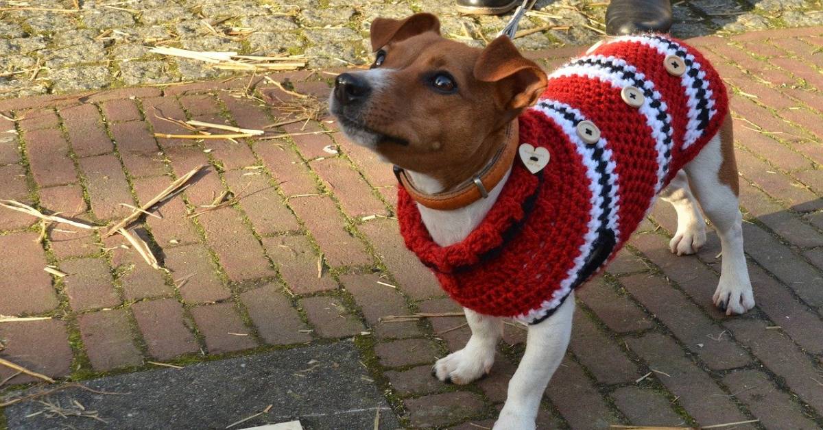 Donate Doggy Sweaters and Booties to Your Favorite Shelter During ...