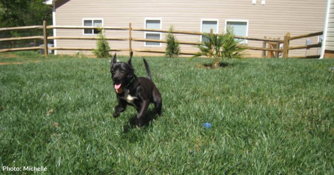 Shy Puppy Spends a Year in Shelter, But Adopter Patiently Waits for Her to Come Out of Her Shell