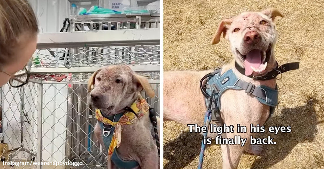 Rescue Dog Van Gogh Finds Hope After Losing Ear in Dog Fight
