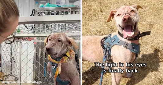 Scruffy tan dog stands alone in tall grass, then sits calmly in a car after rescue.