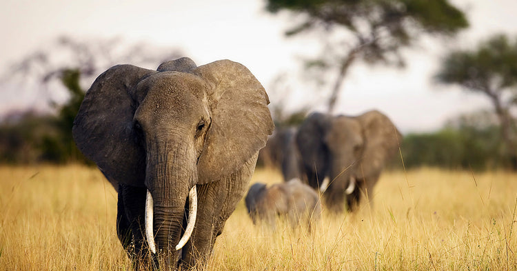 A New Path to Survival: Tanzania Designates Its First Wildlife Corridor ...