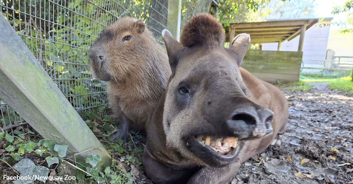 Zoo’s Beloved Tapir and Capybara Die Aspect by Aspect After Years of Unbreakable Bond Zoo’s Beloved Tapir and Capybara Die Aspect by Aspect After Years of Unbreakable Bond
