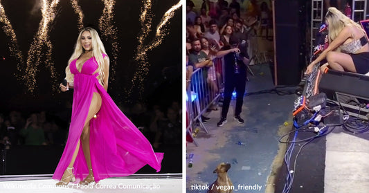 Pop Star Halts Fireworks Mid-Concert When Stray Dog Comes Up To Enjoy The Music