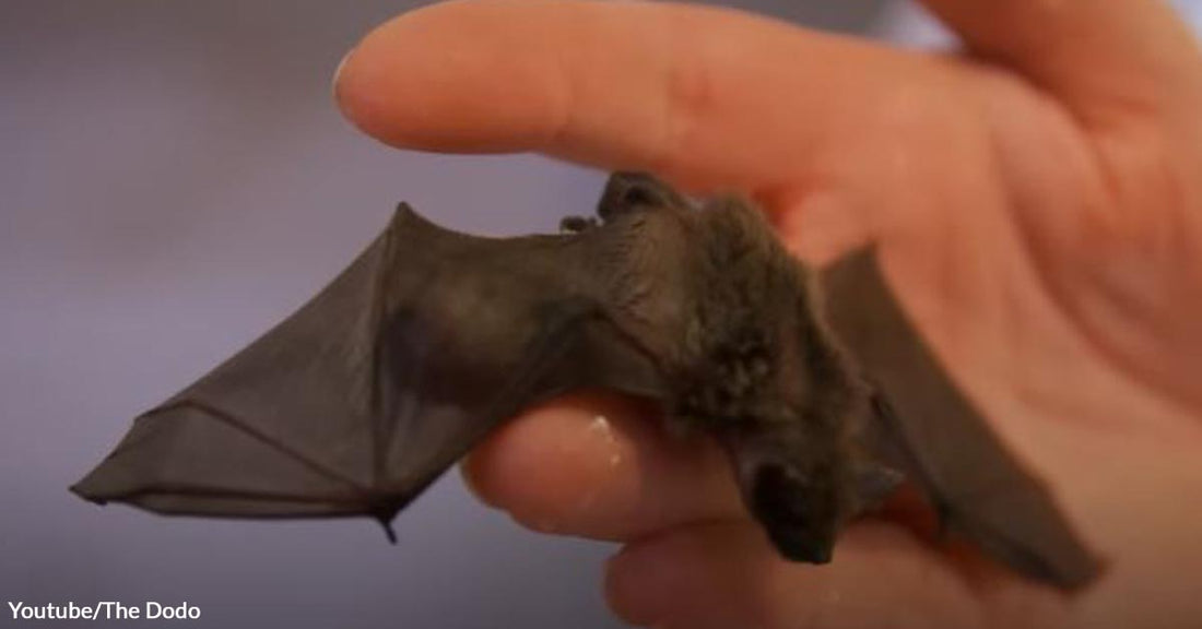 Baby Bat Received The Best Vet Care Courtesy of The Teenager That Rescued Him