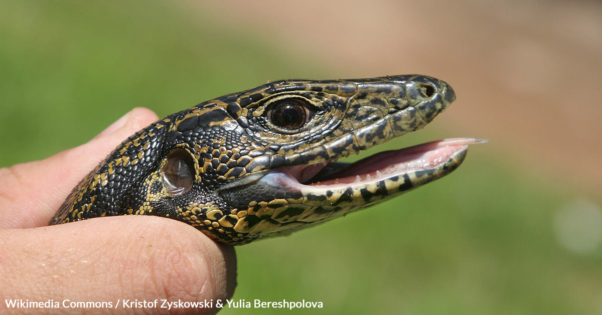 Unwanted Guest Under Porch Linked To Larger Tegu Invasion Threatening ...