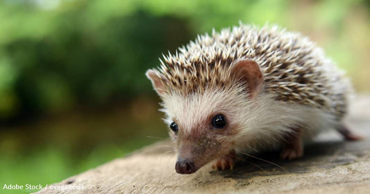 Man Saves Hedgehog That Had Been Soaked with Crude Oil