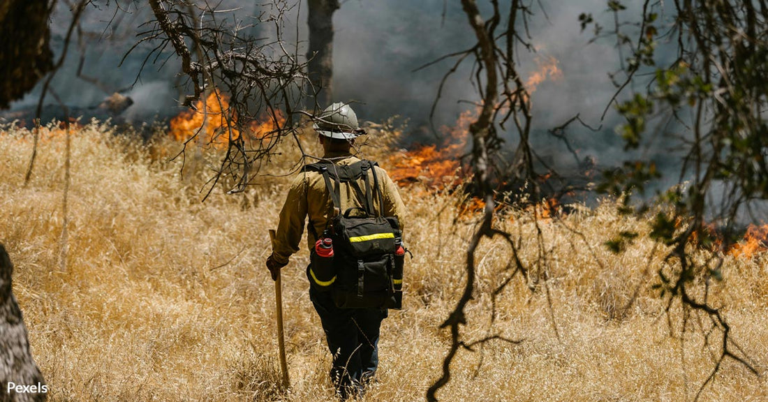 Texas Wildfires Unleash Unprecedented Havoc on Wildlife and Livestock