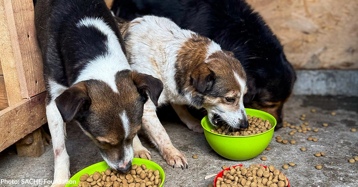 Assist Feed 1 Million Shelter Cats & Canine This Thanksgiving
