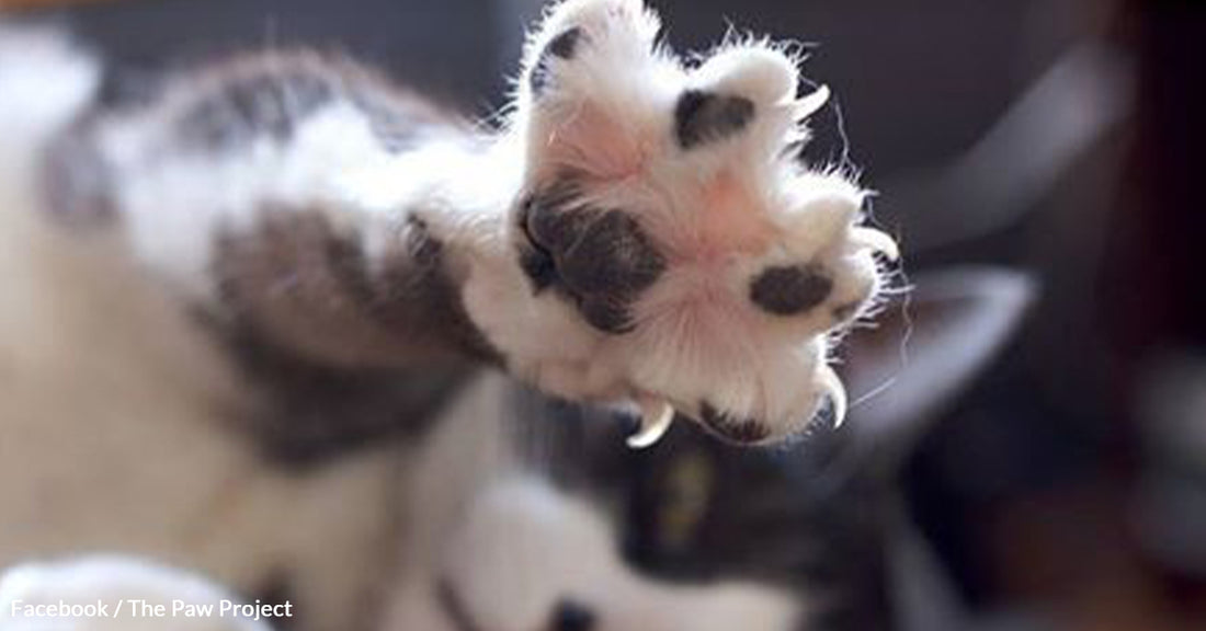 The Paw Project Is Helping Big and Small Cats Thrive After Declawing