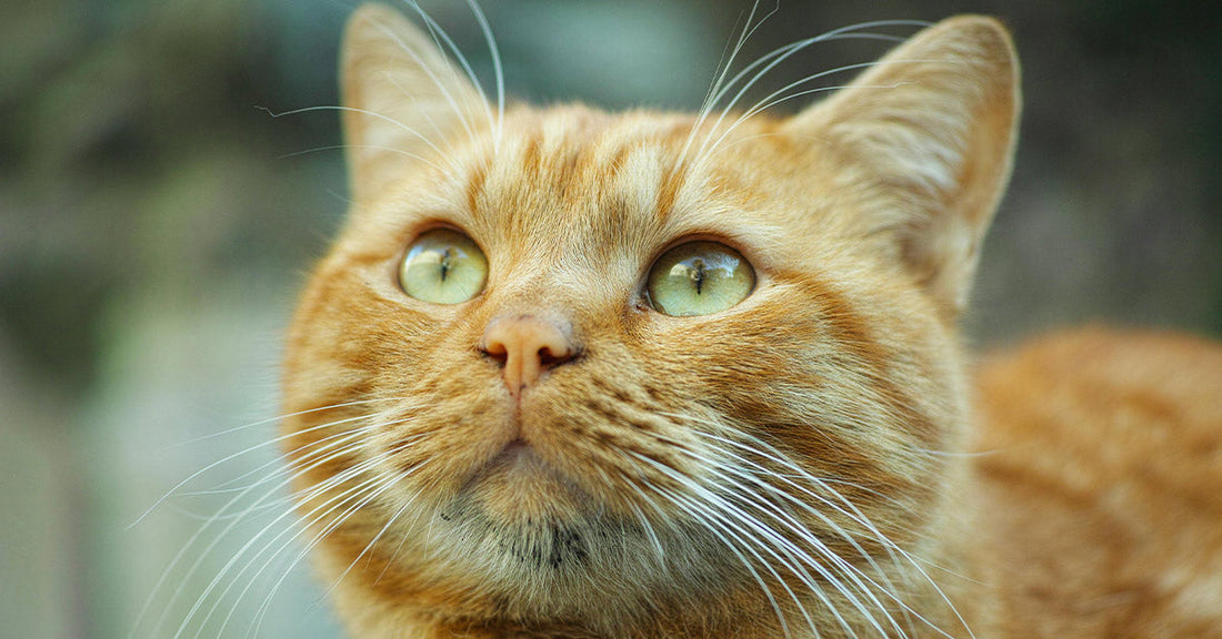 Close-up of an orange tabby cat with striking green eyes gazing upward with curiosity.