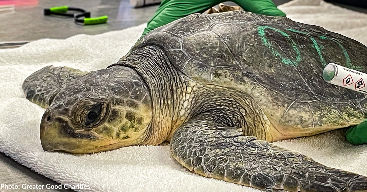 40 Chilly-Shocked Sea Turtles Want Airlift to Security