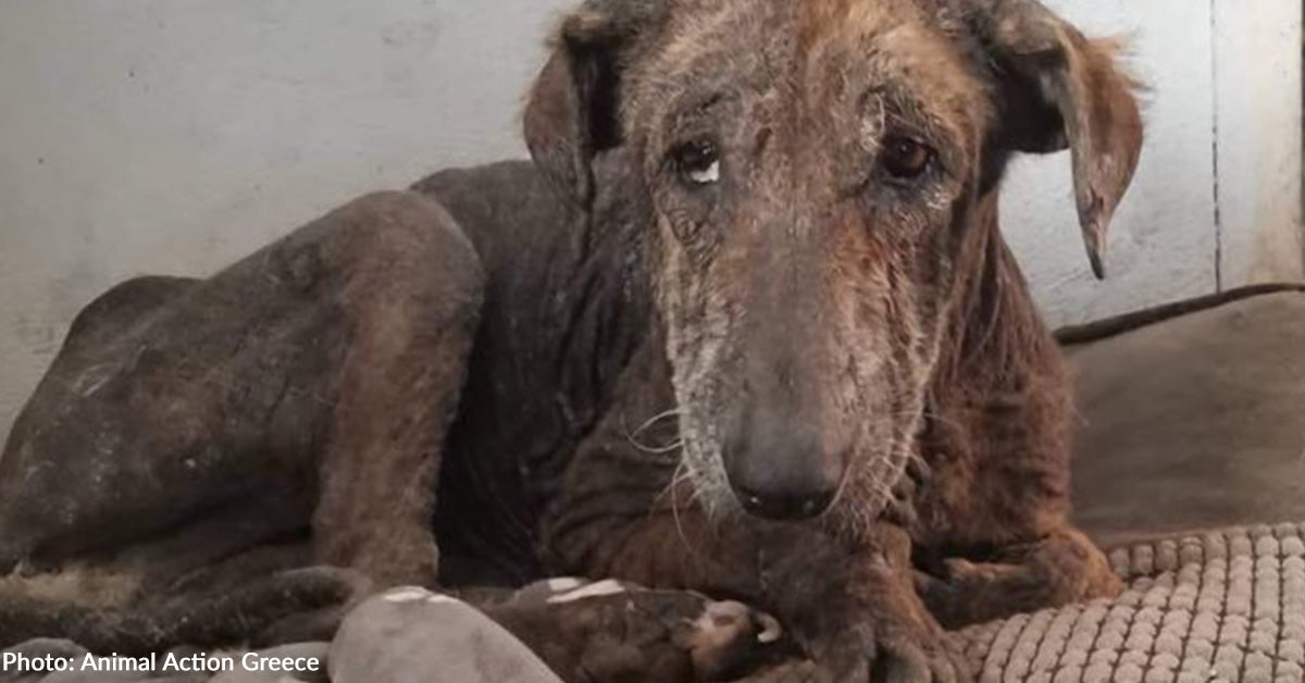 Starving And Sick Animals On The Brink Of Death Need Our Help To ...
