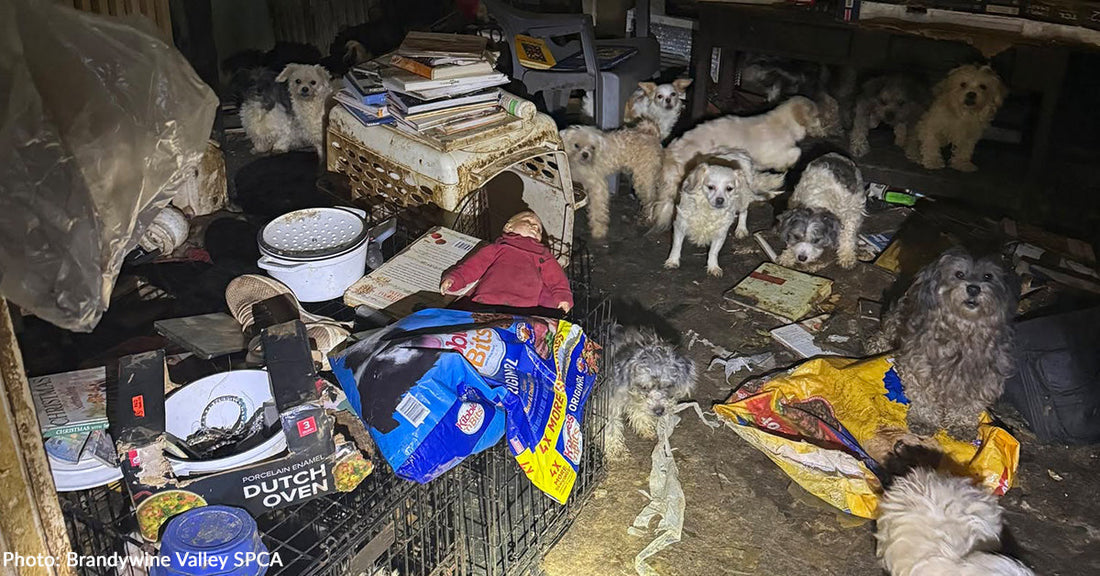 Over 150 Neglected Dogs and Cats Rescued from Heartbreaking Hoarding Situations