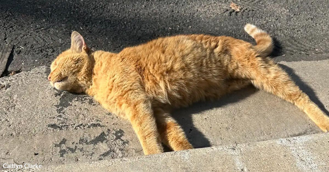 An orange cat lying on a sidewalk, soaking up the sun.
