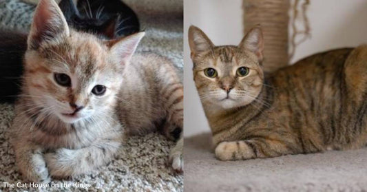 'Gentle, Shy' Cat Has Been Returned Twice After Being Adopted, Hoping Third Time is the Charm