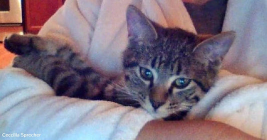 Kitten 'Screaming Its Head Off' Rescued Just in Time During Storms