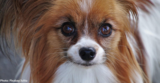 Tiny Dog Helps Save Owner Who Fell into Glacier Crevasse During Hike