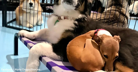 Two dogs cuddle on a raised bed, with another dog resting in a crate nearby.