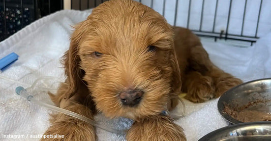 Brown puppy resting on a white blanket with a feeding bowl nearby.