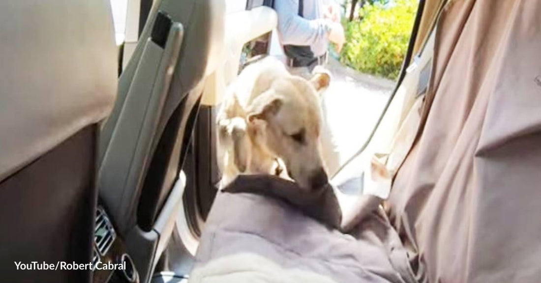 Is Your Dog Scared of Riding in a Car? Here Are Expert Tips to Help Him Get Over His Fear