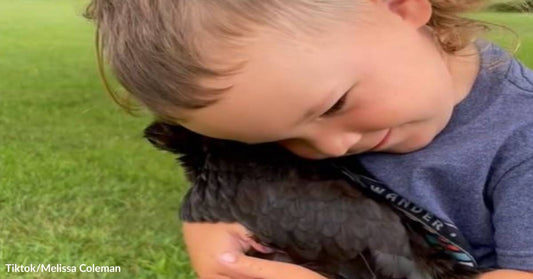 Internet Users Are Tickled Pink as Toddler Calls His Chickens "My Girls!"