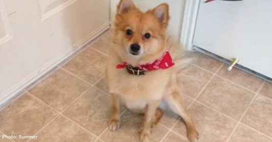 Woman Moves to a New Place So She Can Take in Abandoned Pomeranian