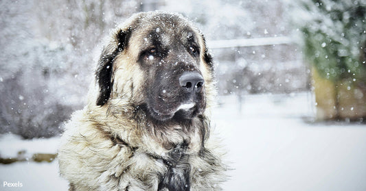 Learn the Unseen Dangers of Winter Your Pet Faces Every Day