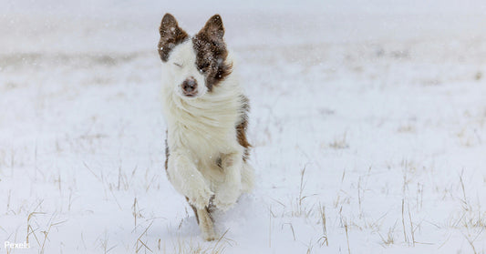 When Is It Too Cold To Walk? Don't Let Freezing Temps Endanger Your Beloved Dog