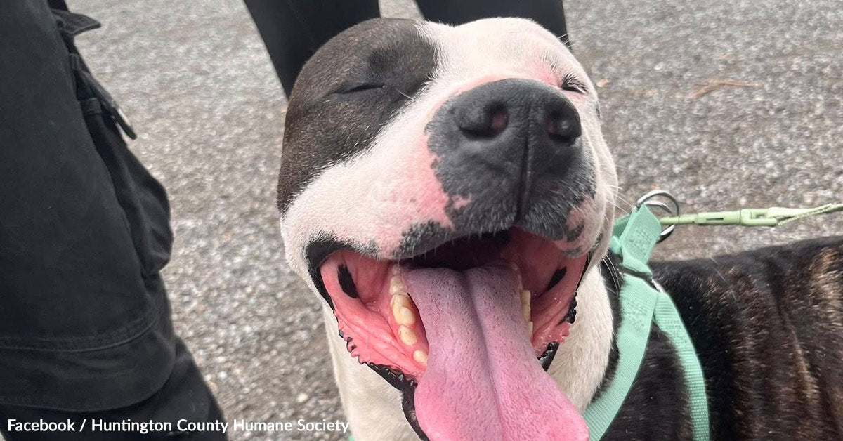 Affectionate Pit Bull Returned To Shelter For Snuggling Too A lot Finds Loving Without end Dwelling Affectionate Pit Bull Returned To Shelter For Snuggling Too A lot Finds Loving Without end Dwelling